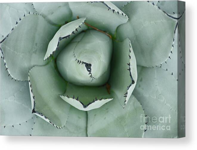 Cactus Canvas Print featuring the photograph Cactus 1 by Cassie Marie Photography