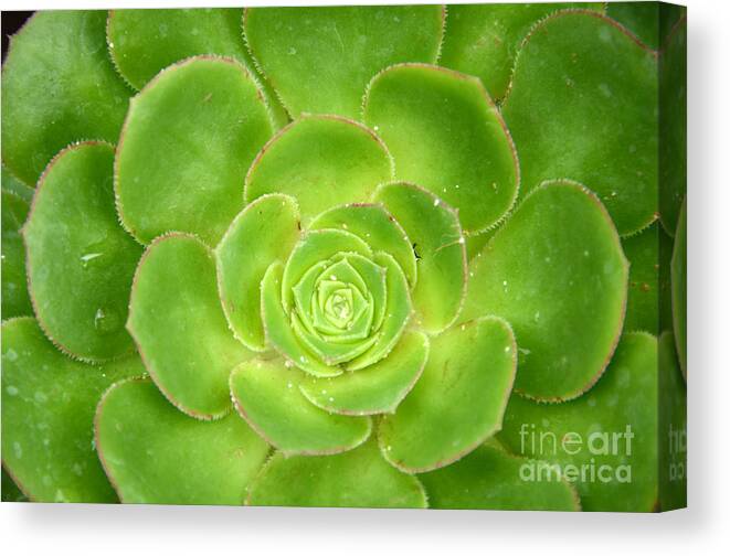 Cactus Canvas Print featuring the photograph Cactus 11 by Cassie Marie Photography