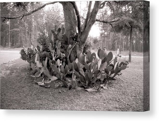 Jacksonville Canvas Print featuring the photograph Cactus Tree by Emery Graham