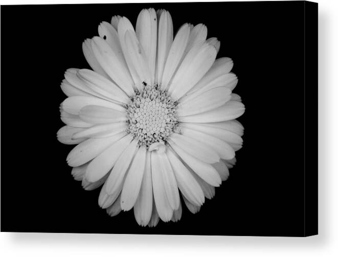 Calendula Canvas Print featuring the photograph Calendula flower - Black and white by Laura Melis