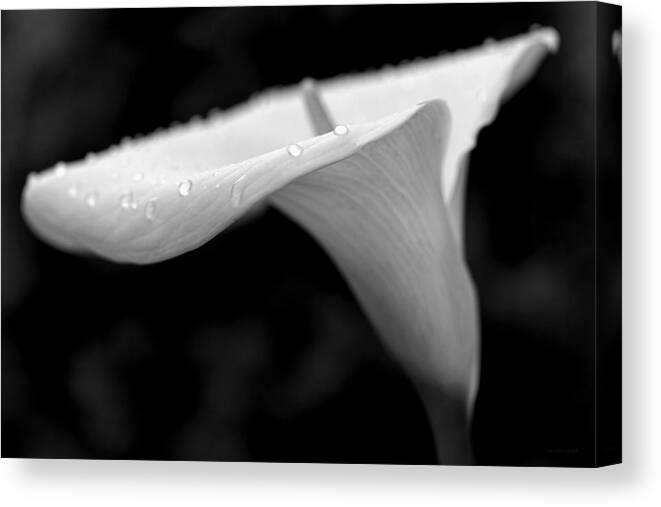 Calla Lily Canvas Print featuring the photograph Calla Lily Flower Black and White by Jennie Marie Schell
