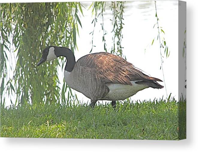 Canada Goose Canvas Print featuring the photograph Canada Goose Under the Willow by Jeanne Juhos