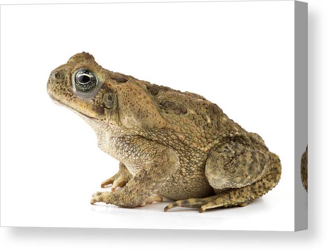 00478907 Canvas Print featuring the photograph Cane Toad La Selva Costa Rica by Piotr Naskrecki
