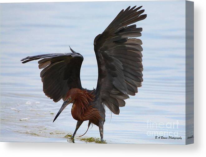 Reddish Egret Canvas Print featuring the photograph Canopy hunting by Barbara Bowen