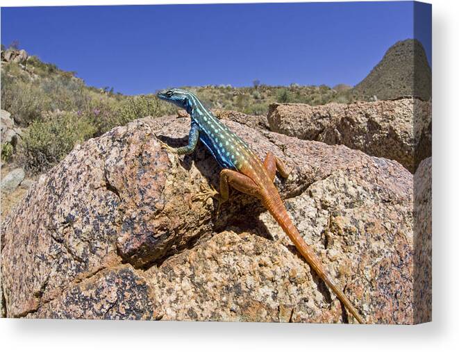 00427169 Canvas Print featuring the photograph Cape Flat Lizard South Africa by Piotr Naskrecki