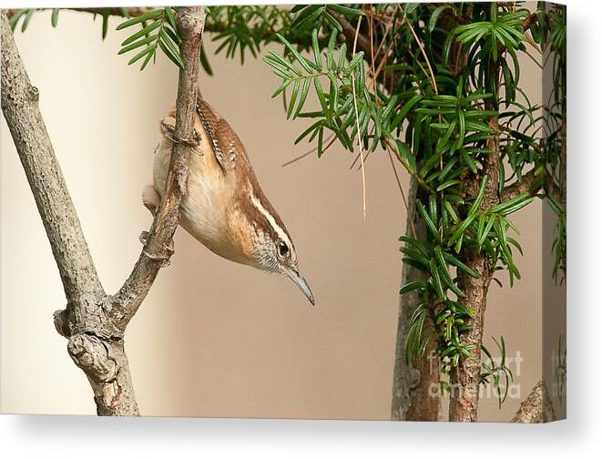 Bird Canvas Print featuring the photograph Carolina Wren by Jean A Chang