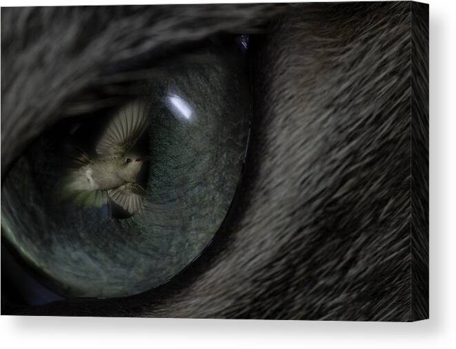 Cat Canvas Print featuring the photograph Cat Daydream by Gregory Scott