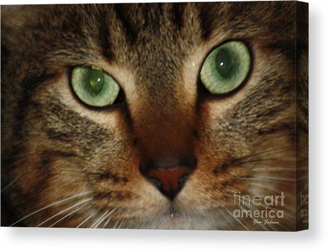 Cat Canvas Print featuring the photograph Cat's Eye by Yumi Johnson