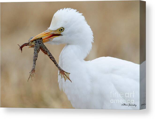 Cattle Egret Canvas Print featuring the photograph Cattle Egret with Dinner by Steve Javorsky