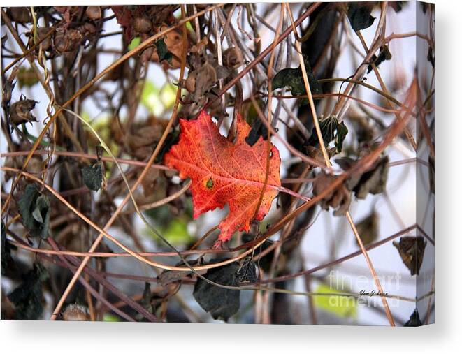 Vines Canvas Print featuring the photograph Caught in Vine by Yumi Johnson