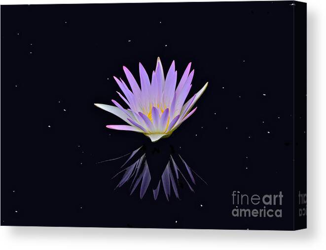Lavender Tropical Waterlily Canvas Print featuring the photograph Celestial Waterlily by Byron Varvarigos