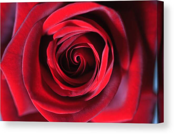 Flower Canvas Print featuring the photograph Center Of Red Velvet Rose by Dina Calvarese