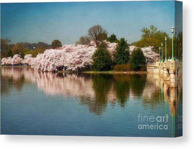 Cherry Canvas Print featuring the photograph Cherry Blossoms along the Tidal Basin Eight by Susan Isakson