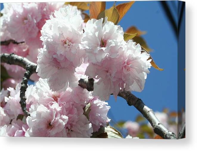  Canvas Print featuring the photograph Cherry Blossoms by Barbara S Nickerson