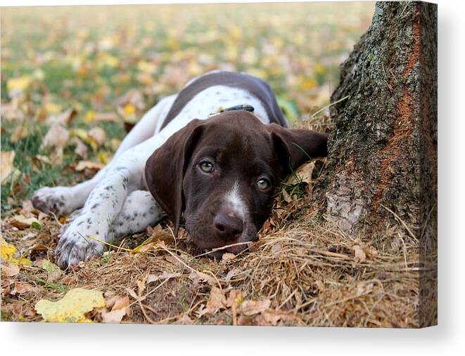 Chillin Canvas Print featuring the photograph Chillin by Brook Burling