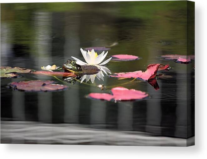 Bullfrog Canvas Print featuring the photograph Chillin' by Katherine White
