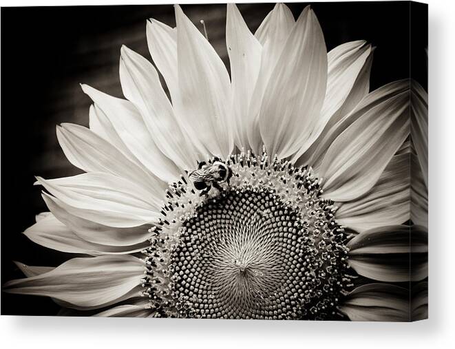 Black And White Canvas Print featuring the photograph Classic Sunflower by Sara Frank