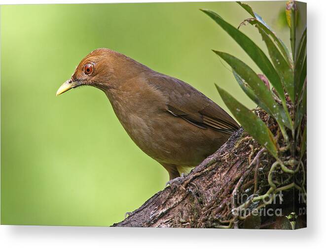 Bird Canvas Print featuring the photograph Clay-colored Thrush by Jean-Luc Baron
