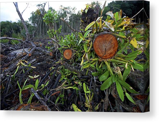 00463375 Canvas Print featuring the photograph Clear Cut Red Mangrove Stand by Christian Ziegler