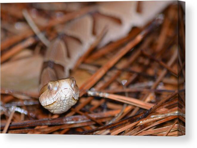 Poisoness Canvas Print featuring the photograph Close Encounter Eye To Eye by Kathy Gibbons