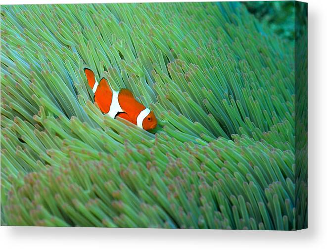 Horizontal Canvas Print featuring the photograph Close Up Of A Clown Anemone Fish, Okinawa, Japan by Mixa