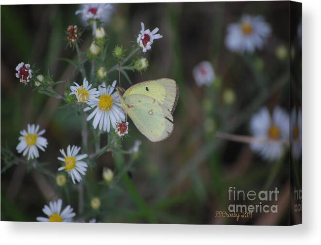 Clouded Sulpher Butterfly Canvas Print featuring the photograph Clouded Sulpher Butterfly by Susan Stevens Crosby