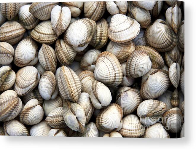 Animals Canvas Print featuring the photograph Cockle shell background by Jane Rix