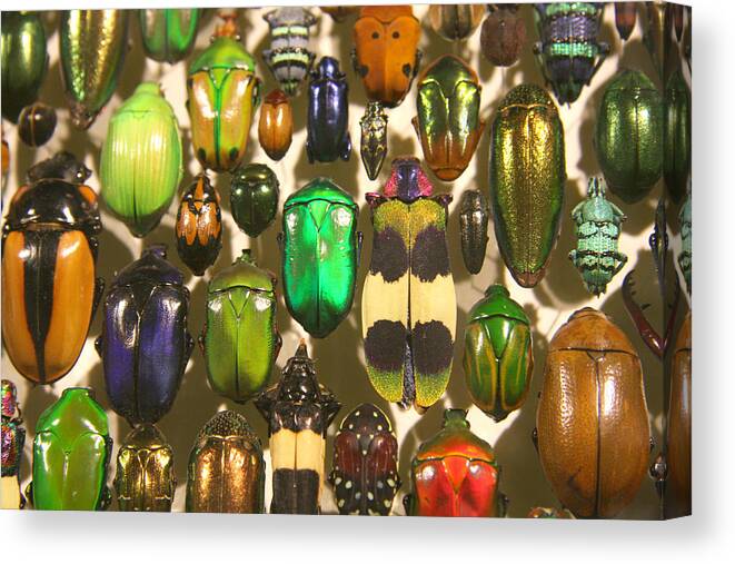 Boy's Room Decor Canvas Print featuring the photograph Colorful Insects by Brooke T Ryan