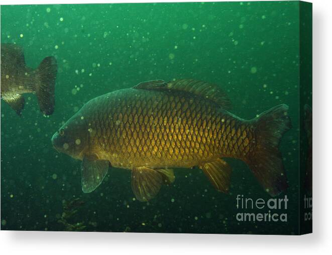 Fish Canvas Print featuring the photograph Common Carp by Ted Kinsman