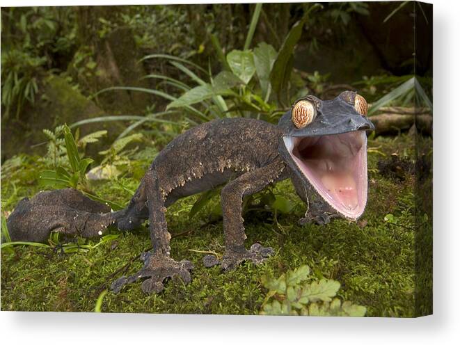 00298290 Canvas Print featuring the photograph Common Flattail Gecko Madagascar by Piotr Naskrecki