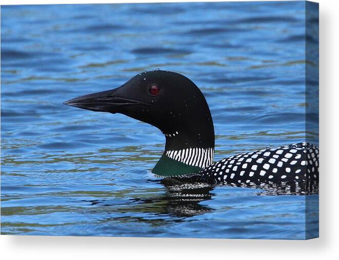 Loon Canvas Print featuring the photograph Common Loon by Bruce J Robinson