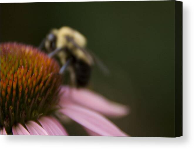 Echinacea Canvas Print featuring the photograph Cone Flower Studies 2012 - 5 by Margaret Denny