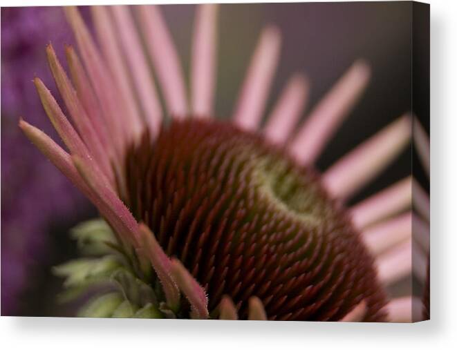 Echinacea Canvas Print featuring the photograph Cone flower studies 2012 by Margaret Denny