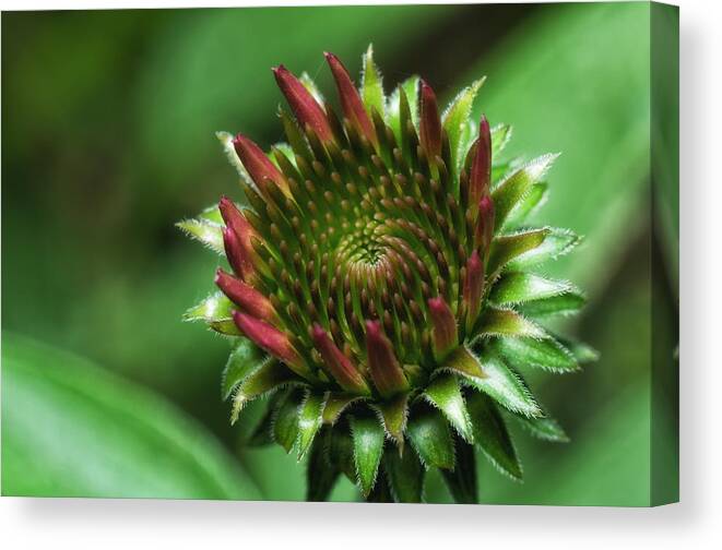 Macro Canvas Print featuring the photograph Coneflower Close-Up by Lori Coleman