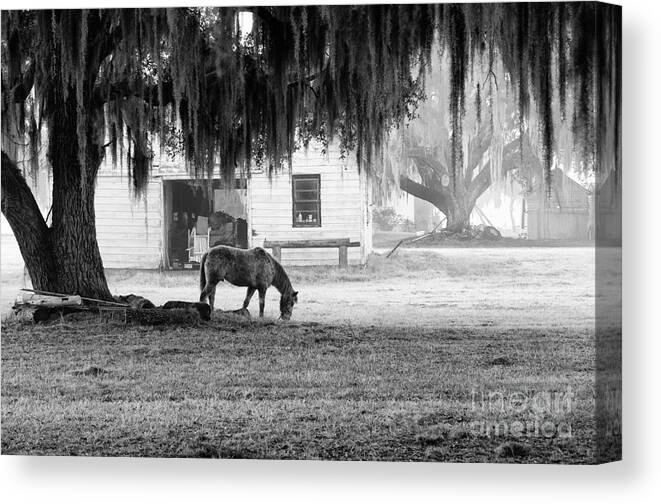 Horse Canvas Print featuring the photograph Coosaw - Grazing Free by Scott Hansen