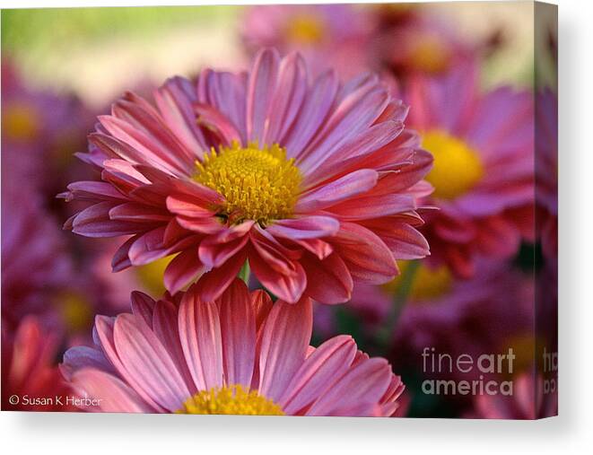 Flower Canvas Print featuring the photograph Coral Daisy Mum by Susan Herber
