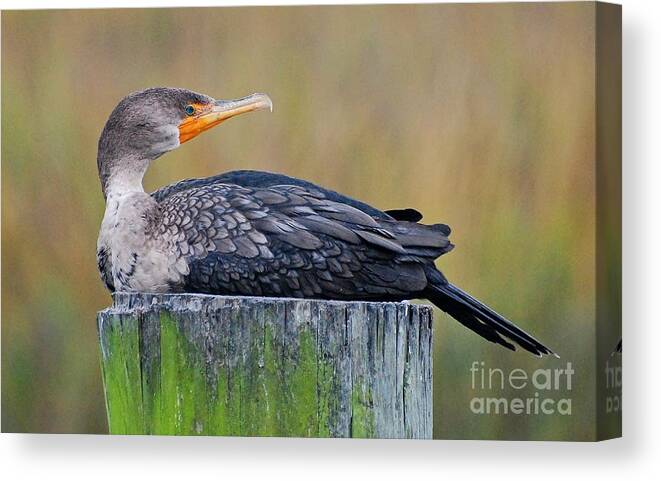 Birds Canvas Print featuring the photograph Cormorant On A Post by Kathy Baccari