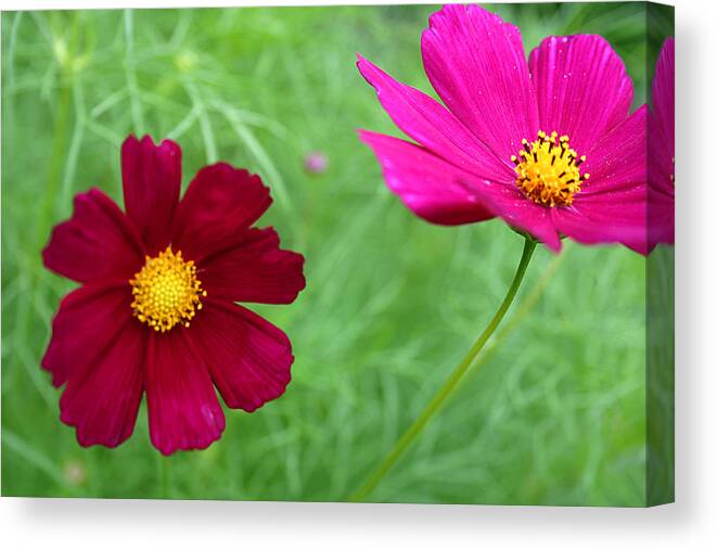 Anniversary Canvas Print featuring the photograph Cosmea rose by Emanuel Tanjala