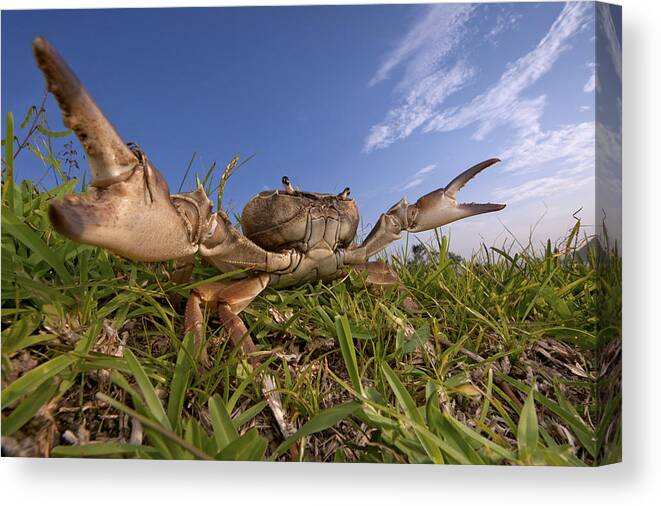 00479209 Canvas Print featuring the photograph Crab In Defensive Posture Silaka Nature by Piotr Naskrecki
