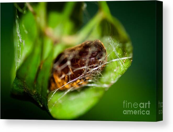 Catepiller Canvas Print featuring the photograph Cradle of a Butterfly by Venura Herath