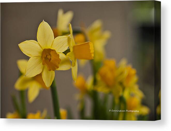 Daffodiles Canvas Print featuring the photograph Daffodiles by Dorothy Cunningham