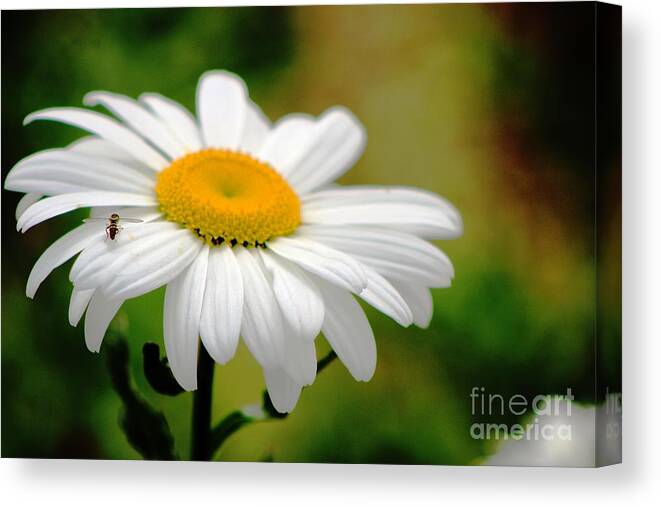 Flower Canvas Print featuring the photograph Daisy And The Bee by Margaret Hamilton