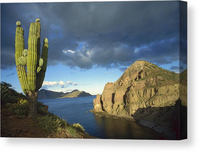 Mp Canvas Print featuring the photograph Danzante Island, Sea Of Cortez, Baja by Tui De Roy
