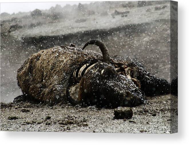 Bison Canvas Print featuring the photograph Dead Bison Yellowstone National Park by Benjamin Dahl