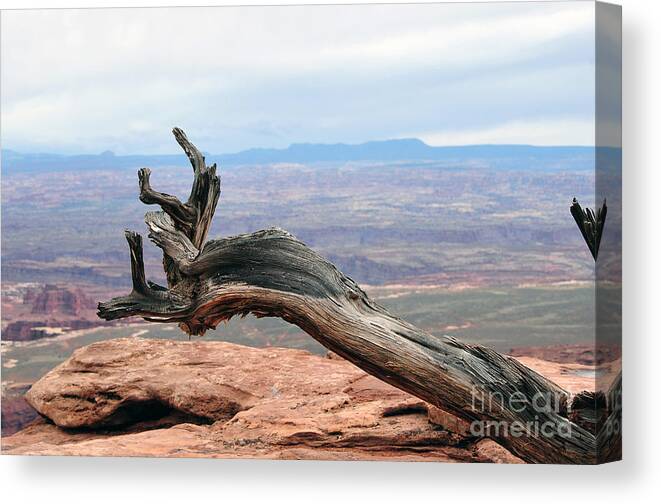 Dead Tree Canvas Print featuring the photograph Dead tree at canyonland park by Dan Friend