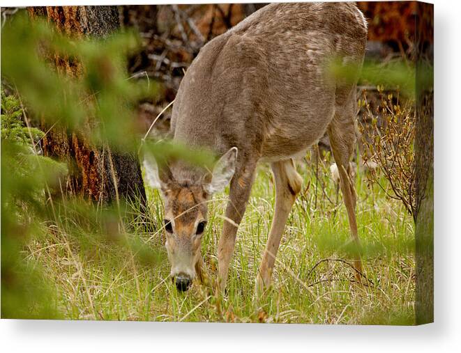Canadian Rockies Canvas Print featuring the photograph Deer 1661 by Larry Roberson