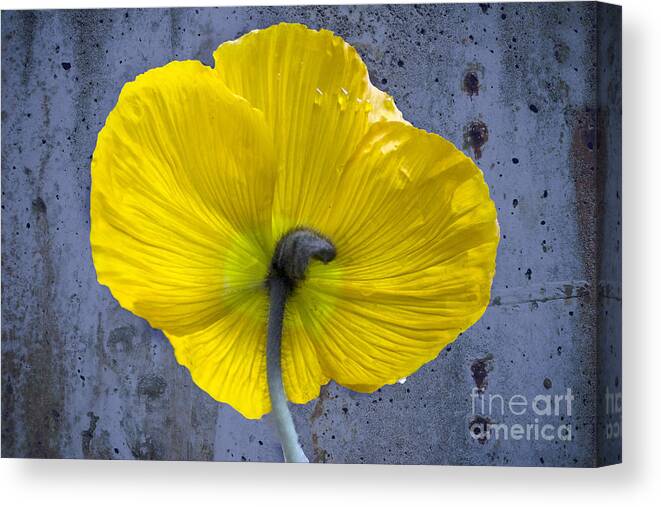 Poppy Canvas Print featuring the photograph Delicate and Strong by Heiko Koehrer-Wagner