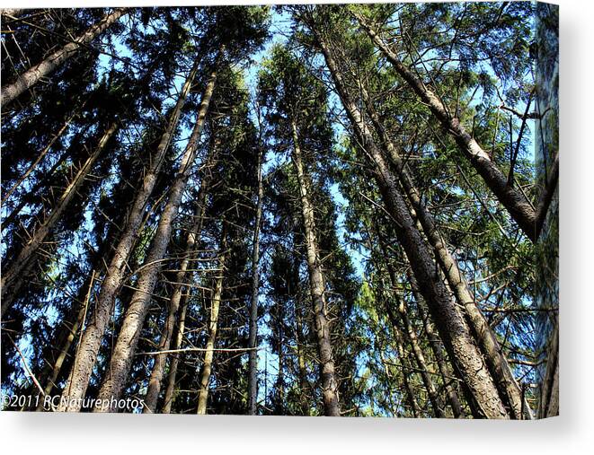 Pine Forest Canvas Print featuring the photograph Dizzy in the Pines by Rachel Cohen