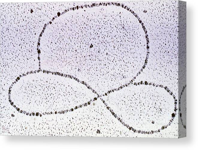 Dna Canvas Print featuring the photograph Dna Plasmid by Science Source
