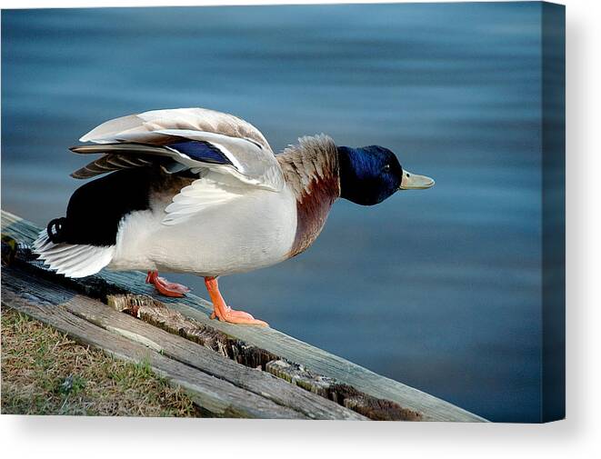 Duck Canvas Print featuring the photograph Do I Look Mean by Cathy Kovarik